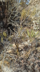 Ephedra
