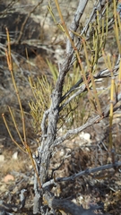Ephedra