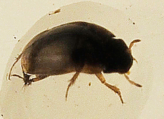 Limnebius