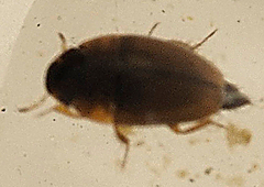 Limnebius