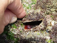 Pseudochama corrugata