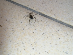 Spartaeus spinimanus