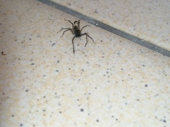 Spartaeus spinimanus