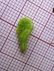 Ctenoplusia limbirena