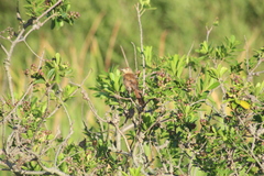 Phacellodomus striaticollis