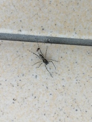 Spartaeus spinimanus