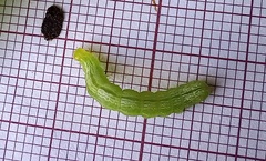 Ctenoplusia limbirena