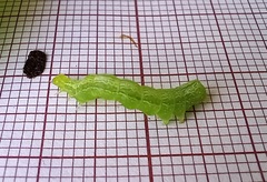 Ctenoplusia limbirena