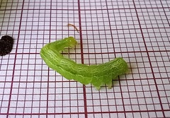 Ctenoplusia limbirena