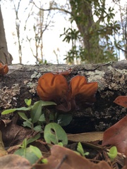 Auricularia auricula-judae