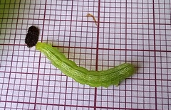 Ctenoplusia limbirena