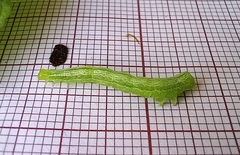 Ctenoplusia limbirena