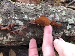 Auricularia auricula-judae