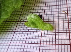 Ctenoplusia limbirena