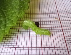 Ctenoplusia limbirena