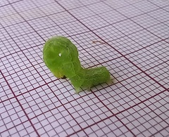 Ctenoplusia limbirena