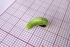 Ctenoplusia limbirena