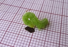 Ctenoplusia limbirena