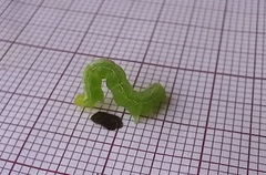 Ctenoplusia limbirena