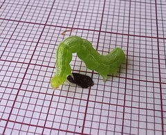 Ctenoplusia limbirena