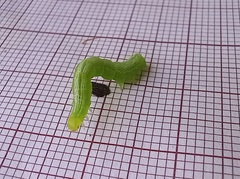 Ctenoplusia limbirena