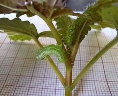 Ctenoplusia limbirena