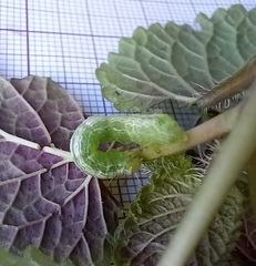 Ctenoplusia limbirena