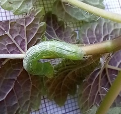 Ctenoplusia limbirena