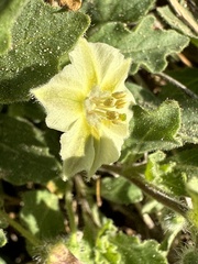 Chamaesaracha sordida