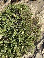 Chamaesaracha sordida