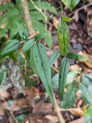 Jasminum urophyllum