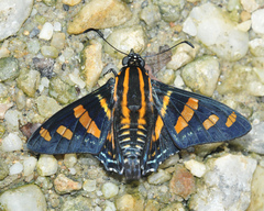Mimardaris sela