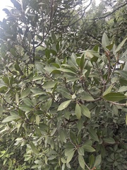 Mimusops zeyheri