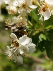 Tropinota squalida