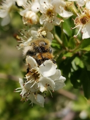 Tropinota squalida