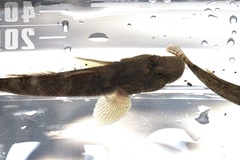 Rhinogobius nagoyae