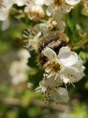 Tropinota squalida