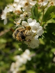Tropinota squalida