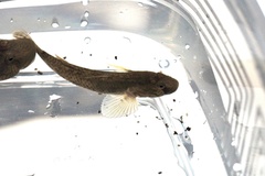 Rhinogobius nagoyae