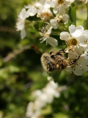 Tropinota squalida