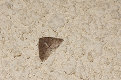 Aleucis distinctata