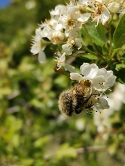 Tropinota squalida