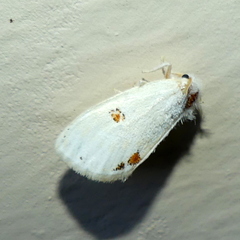 Euproctis haemodetes