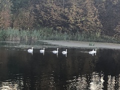 Cygnus