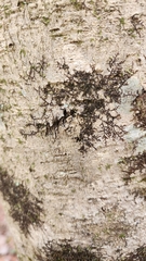Frullania