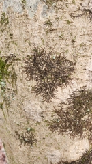 Frullania