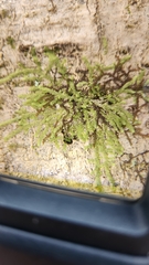 Frullania