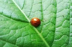 Cucujiformia