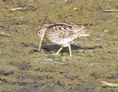 Charadriiformes