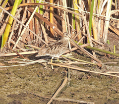 Charadriiformes